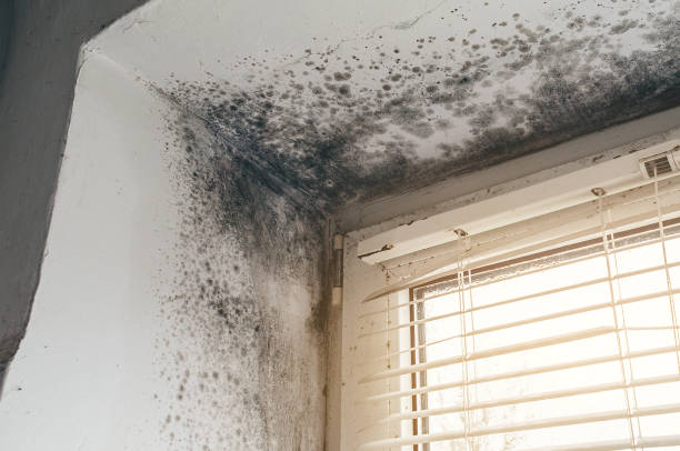 Affordable Basement Mold Remediation solutions in Schooleys Mountain, NJ