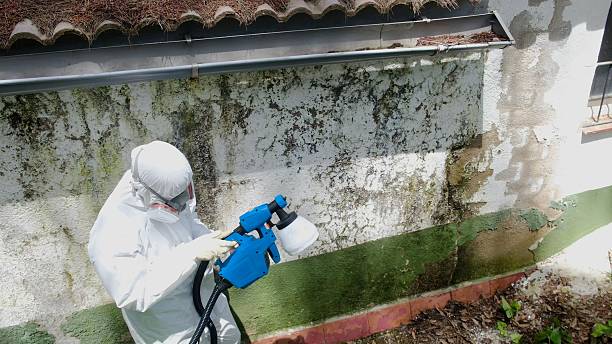Top rated local Basement Mold Remediation specialists in Schooleys Mountain, NJ
